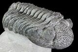 Drotops Trilobite With White Patina - Great Eyes! #76405-1